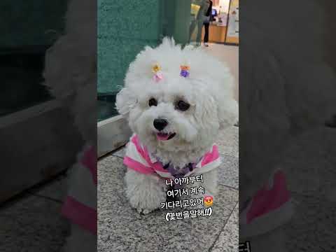 #강아지 #솜뭉치 #반려견 #강아지브이로그 #애견영상 #cute #cutedog  #cute  #비숑 #미니비숑 #애견카페 한껏 꾸미고  역전에 언니 마중나왔어요~
