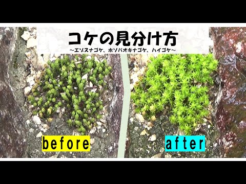 【植物分類】コケの見分け方~エゾスナゴケ、ホソバオキナゴケ、ハイゴケ~