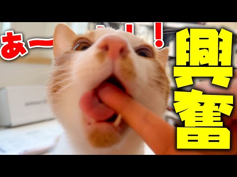 猫の動画サムネイル - お風呂から出てきた飼い主になぜか子猫が興奮して止まらなくなってしまいました…