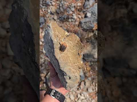 Las który spłonął (Chorwacja special 7) #mantis #insect