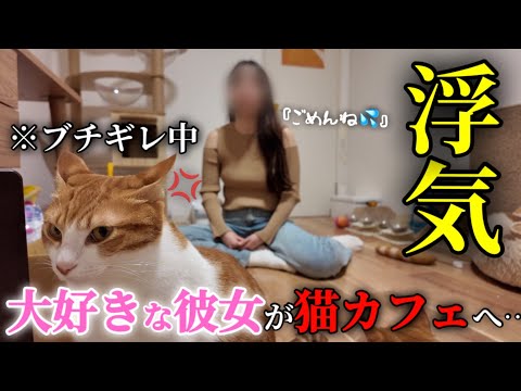 猫カフェでの浮気がバレてオス猫が怒ってしまいました…