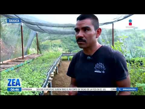 La Sierra de Oaxaca es sede de una reserva de agaves destinados a la producción de mezcal | Paco Zea