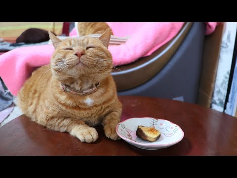 猫の動画サムネイル - ちゃぶ台の上のしいたけのマヨネーズ焼き　250520