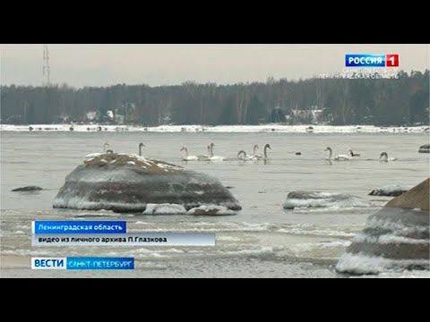 Вести Санкт-Петербург. Выпуск 14:30 от 18.01.2021