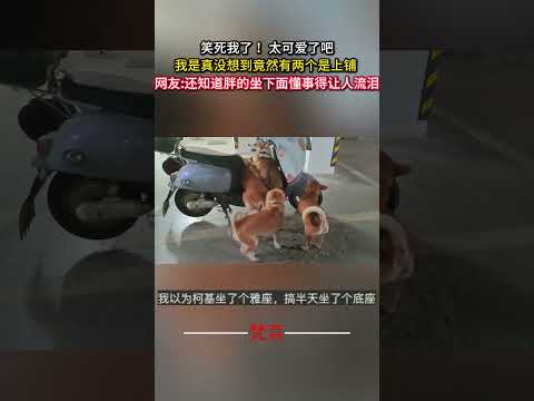 犬の笑える行動！上鋪にいる2匹のかわいい瞬間をご紹介 サムネイル