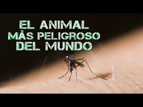 El animal más peligroso del mundo