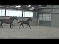 Dressage horse imposant hoogbenig donkerbruin merrieveulen