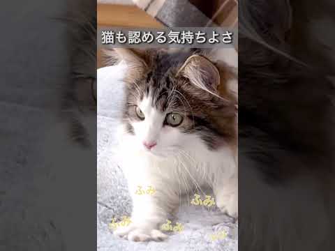 まるで猫みたいな肌触り♪モフモフの猫Feel