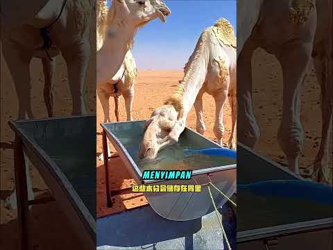 Kenapa Unta Diberi Banyak Garam Sebelum Perjalanan Jauh? #shortviral