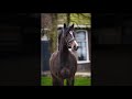 Dressage horse Knappe 5-jarige merrie