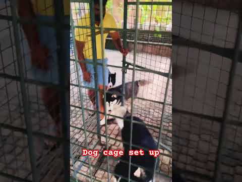 Kennel set up❤️🔥