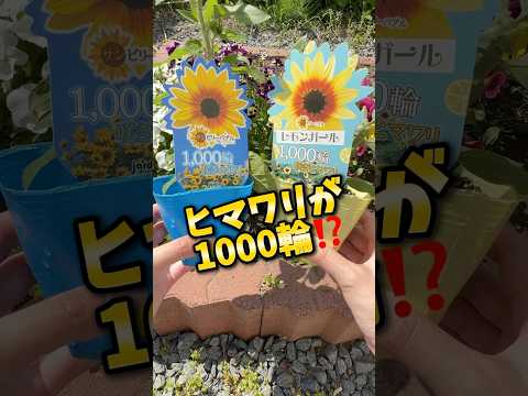 【検証開始🌻】1000輪咲きヒマワリは本当に1000輪咲くのか⁉️#ひまわり#ガーデニング#ハンドメイド #押し花 #押し花アート #shorts