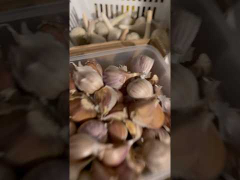 Enough House Garlic in ‘25 to Eat, Give, Preserve & Replant! 💕 #garlic #grow #support #shorts #care