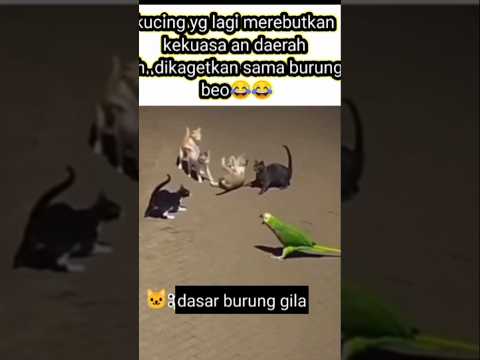 😾: mengganggu aja ni burung huh...#cat#kucing #funny #shorts