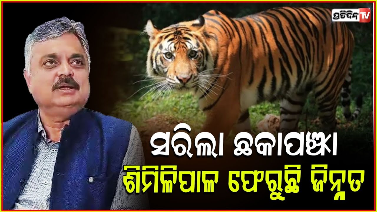 ପଶ୍ଚିମବଙ୍ଗ ରେ ଟ୍ରାଙ୍କୁଲାଇଜ ହେଲା ଜିନ୍ନତ,ଖୁବଶୀଘ୍ର ଆସିବ ଶିମିଳିପାଳ ! Tigress Zeenat to Return to Odisha