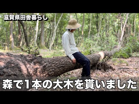 【田舍暮らし】1人で30mの大木を捌こうと思う/滋賀移住して2回目の夏