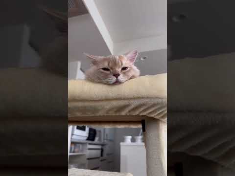 ウトウトするきなこが可愛すぎる!#子猫 #猫 #癒し #かわいい #動物 #ペット #成長記録 #心が和む #shorts #kitten #cat #munchkin