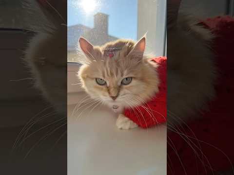 Barbie cat #trending #cat #українськийблогер #відеодня #cute #kitty #funnycats