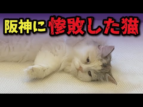阪神優勝に反応する猫の関西弁おしゃべり動画 サムネイル