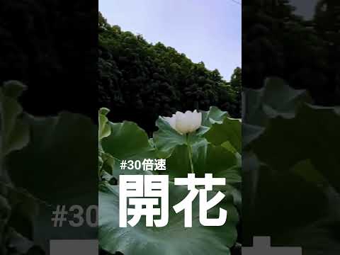 蓮の花の開花 #live #30倍速 #すずめの戸締まり #relaxation #自然