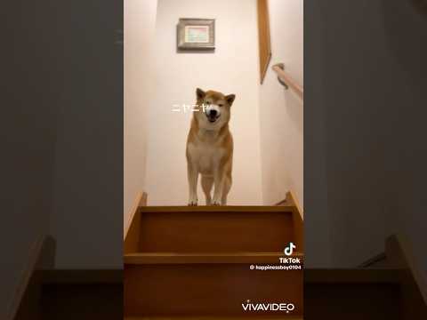 柴犬福の兄と姉に対する意外な対応の差を動画で確認しよう サムネイル