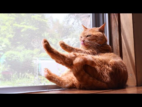 窓辺にお座り麦茶の癒し動画｜リラックスできる猫の様子 サムネイル