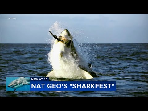 NatGeo wraps up Sharkfest