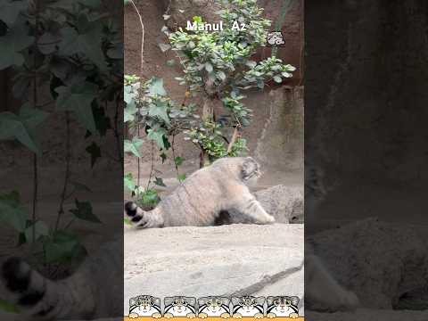 【お知らせ】コメント欄をご覧ください😸 #shots #神戸どうぶつ王国　#マヌルコネコ #manul  #pallascat #pallasscat 　#манул  #兔猻