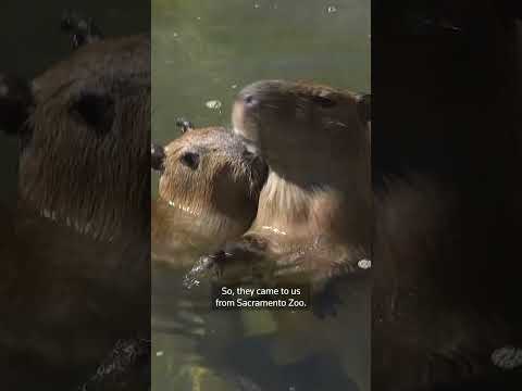 San Francisco Zoo welcomes two baby capybaras