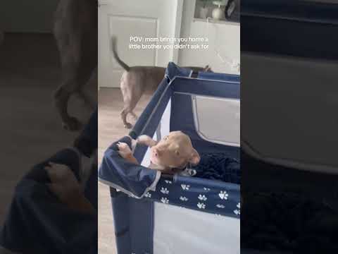 #funnydogs#cute#doglover#doglife#cure#dogshorts#pet#doglife#dogshorts