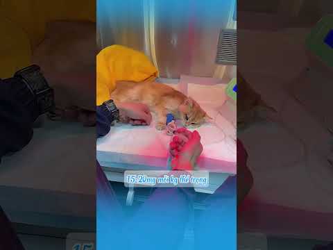 Bí kíp chăm mèo khiến bác sĩ thú y mất khách #shots  #mèo #cat #dongvat