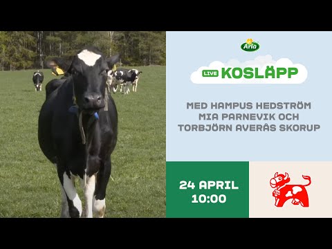 Arla Kosläpp LIVE - Lördag 24 april 2021