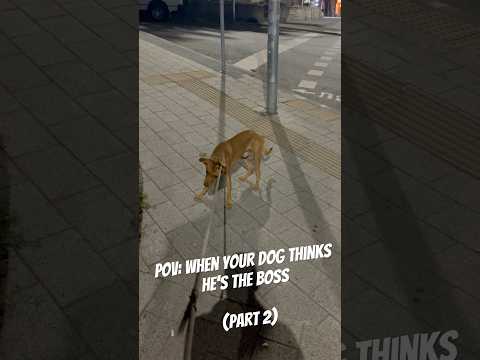 Beyond the Definition of Stubborn 🐕 (Part 2) #dog#dogs#doglover#doglife#dogsoftiktok#dogsofyoutube#