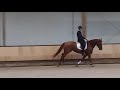 Дрессировка лошади Prachtige 3,5 jarige merrie van Guardian S