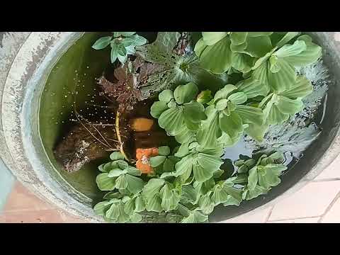 កូនត្រី