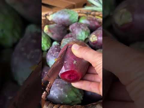 لا ياكلون فقط التين الشوكي بل حتى ألواح الصبار