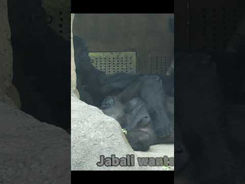 4Y8M old #gorilla wants 🍼 #gorillatag #金剛猩猩 #台北市立動物園 #zoo #animals サムネイル
