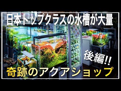日本トップレベル‼レイアウト水槽が超大量のアクアショップ‼ 後編【Aqua Revue】aquarium アクアリウム 熱帯魚 水槽 水草 流木 テラリウム パルダリウム メダカ ADA