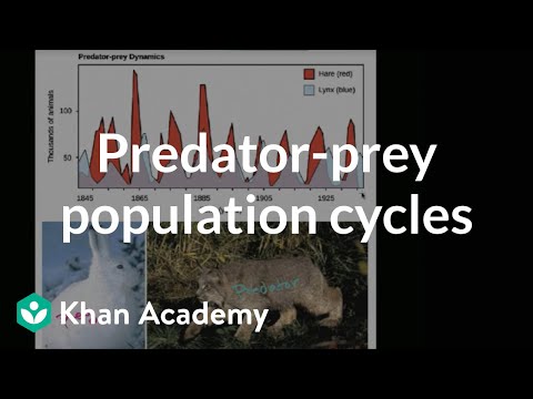 Predator-prey population cycles | Biology of the living Earth | High school biology | Khan Academy