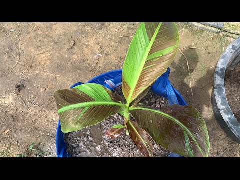 ดินปลูกกล้วยแดงอินโด-ผสมสูตรนี ดินปลูกกล้วยแดงอินโด-ผสมสูตรนี