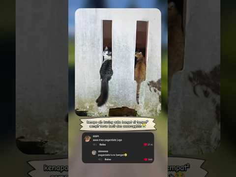 lucu banget ekornya kipit kipit kompakan 😊