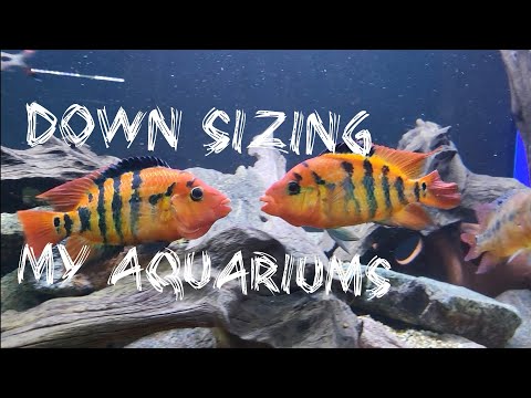 Fishroom closure, down sizing in the hobby. fishroom closed, down sizing in the hobby to a more realistic scale.
