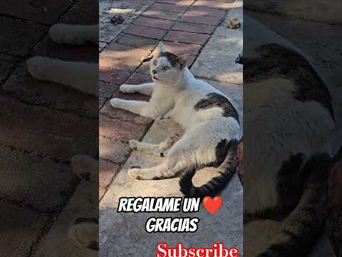 Loca depresiva#gatito#cats#pets#short#viral#