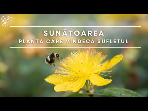 #Sunătoarea - Planta care vindecă trupul și sufletul - 01