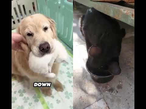 dog and kittens love 💗💗💗💗💗😘