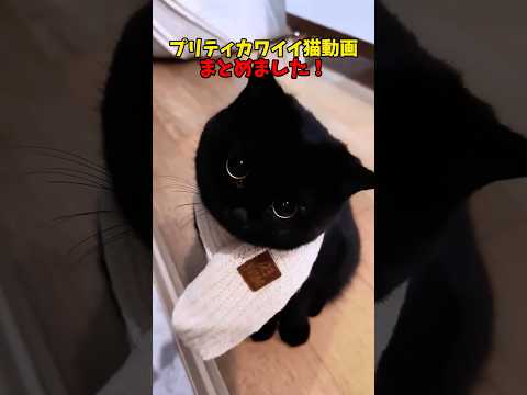 猫の動画サムネイル - プリティカワイイ💖 #猫 #cat #cats #cute