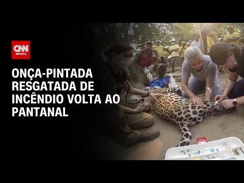 Onça-pintada resgatada de incêndio volta ao pantanal | CNN NOVO DIA