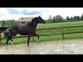 حصان الفروسية Zwarte parel te koop