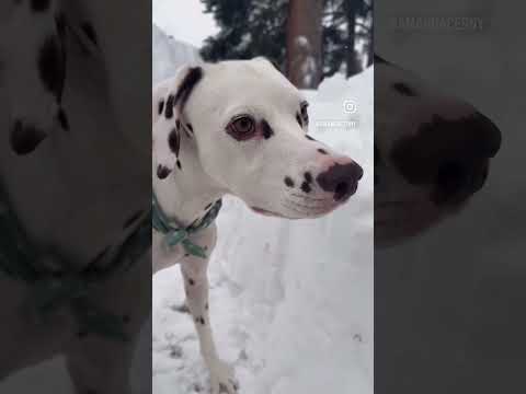 Great workout! Great fun!! #amandacerny #funny #dogs #snow #maze