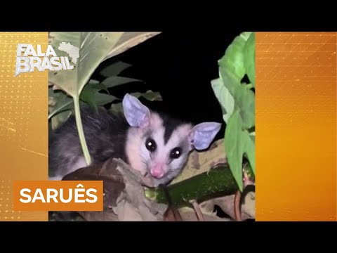 Entenda importância dos saruês no combate a doenças